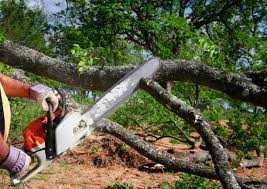 Best Weed Control  in Idyllwild Pine Cove, CA
