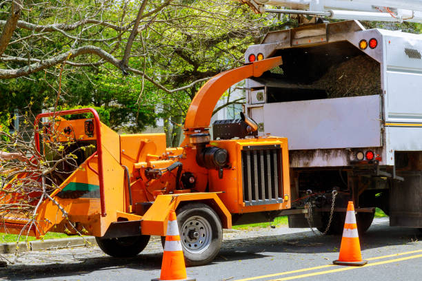 Best Leaf Removal  in Idyllwild Pine Cove, CA